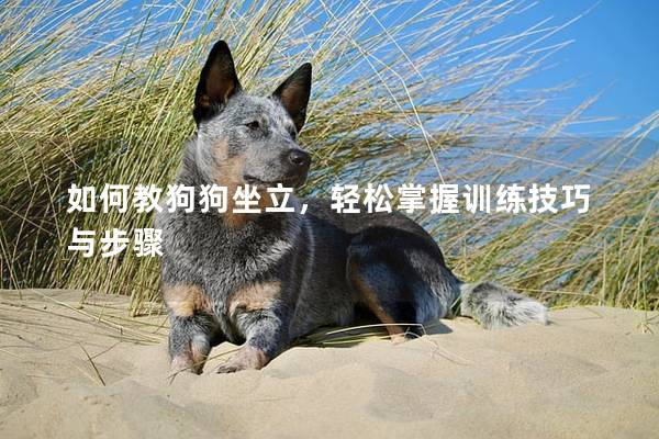 如何教狗狗坐立，輕松掌握訓練技巧與步驟