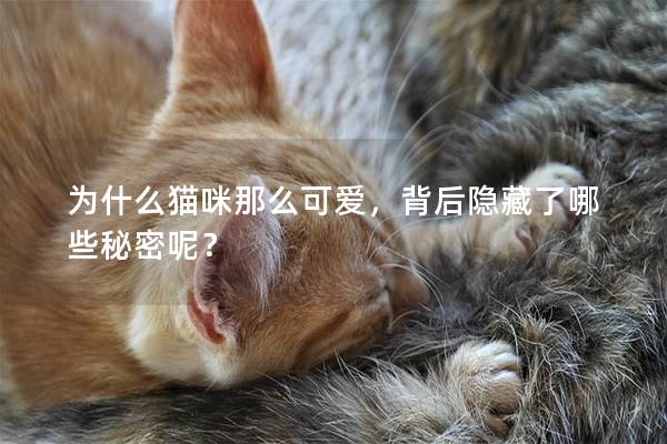 為什么貓咪那么可愛，背后隱藏了哪些秘密呢？
