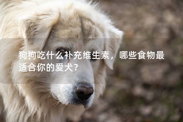 狗狗吃什么補充維生素，哪些食物最適合你的愛犬？