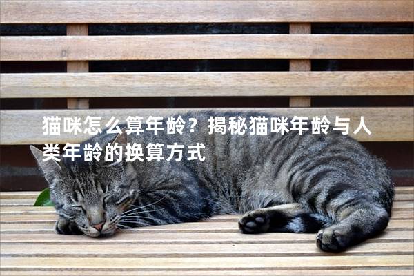 貓咪怎么算年齡?揭秘貓咪年齡與人類年齡的換算方式 貓咪怎么算年齡?揭秘貓咪年齡與人類年齡的換算方式