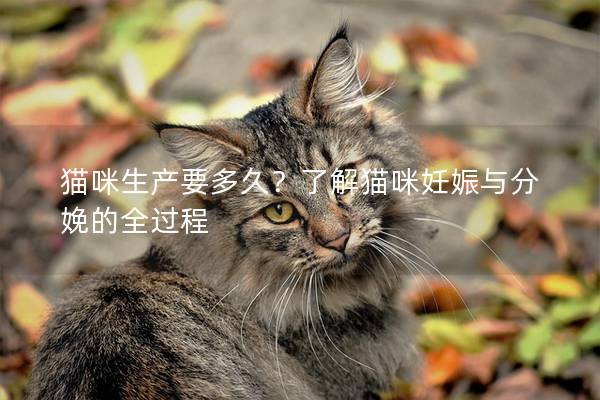 貓咪生產(chǎn)要多久？了解貓咪妊娠與分娩的全過程