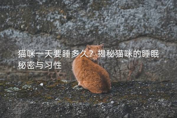 貓咪一天要睡多久？揭秘貓咪的睡眠秘密與習(xí)性