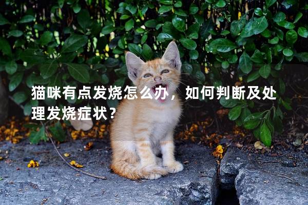 貓咪有點發燒怎么辦，如何判斷及處理發燒癥狀？