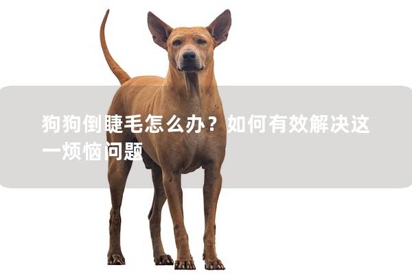 狗狗倒睫毛怎么辦？如何有效解決這一煩惱問題