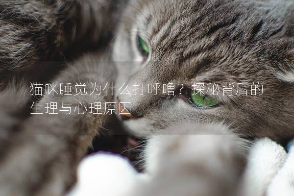 貓咪睡覺為什么打呼嚕？探秘背后的生理與心理原因