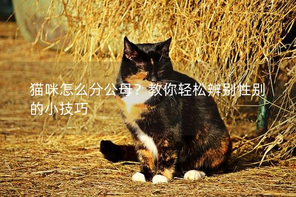 貓咪怎么分公母？教你輕松辨別性別的小技巧