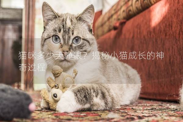 貓咪多少天睜眼？揭秘小貓成長的神奇過程