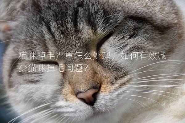 貓咪掉毛嚴重怎么處理，如何有效減少貓咪掉毛問題？