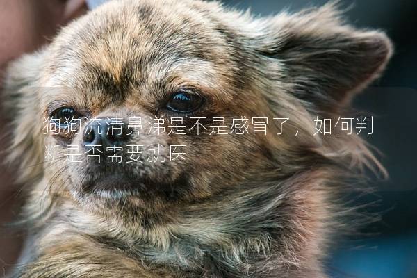狗狗流清鼻涕是不是感冒了,如何判斷是否需要就醫 狗狗流清鼻涕是不是感冒了,如何判斷是否需要就醫