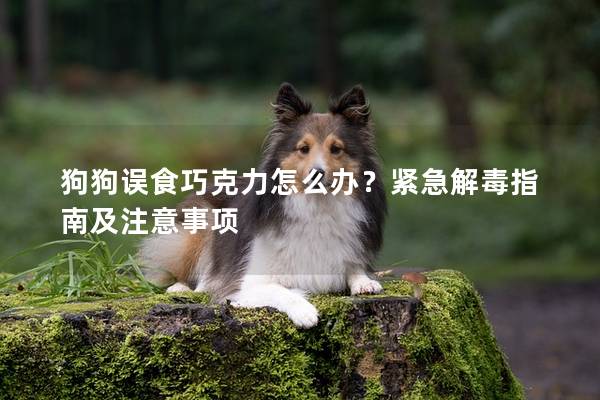 狗狗誤食巧克力怎么辦？緊急解毒指南及注意事項(xiàng)