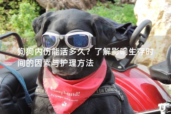 狗狗內(nèi)傷能活多久？了解影響生存時(shí)間的因素與護(hù)理方法