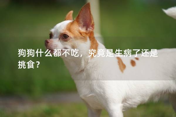 狗狗什么都不吃，究竟是生病了還是挑食？