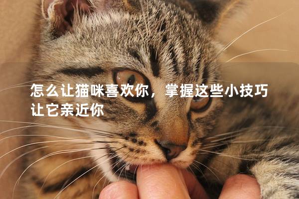 怎么讓貓咪喜歡你，掌握這些小技巧讓它親近你