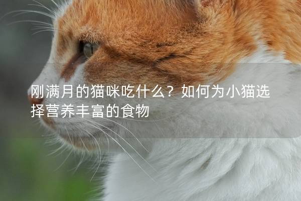 剛滿月的貓咪吃什么？如何為小貓選擇營養豐富的食物