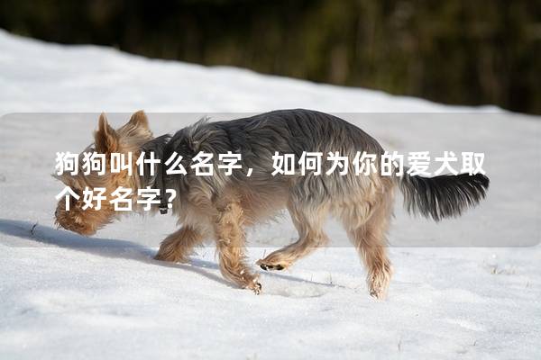 狗狗叫什么名字,如何為你的愛犬取個好名字? 狗狗叫什么名字,如何為你的愛犬取個好名字?