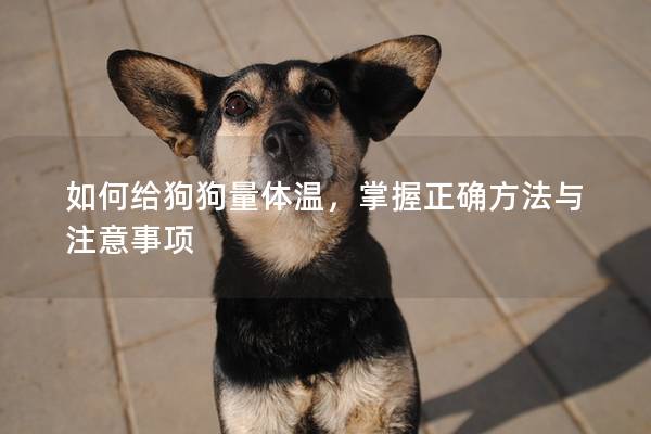如何給狗狗量體溫，掌握正確方法與注意事項