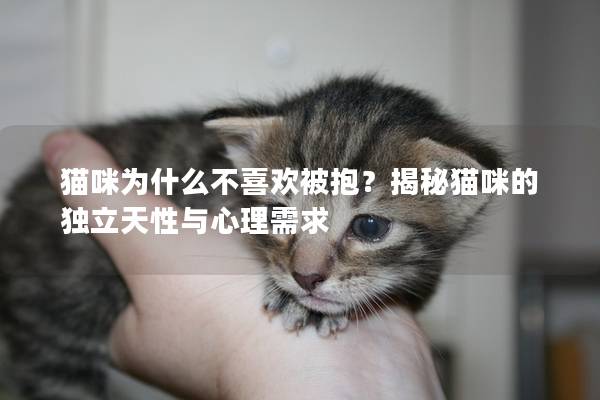 貓咪為什么不喜歡被抱？揭秘貓咪的獨(dú)立天性與心理需求