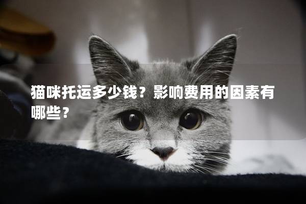 貓咪托運多少錢？影響費用的因素有哪些？