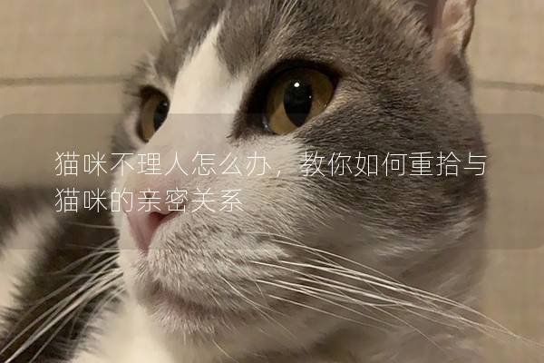 貓咪不理人怎么辦，教你如何重拾與貓咪的親密關系