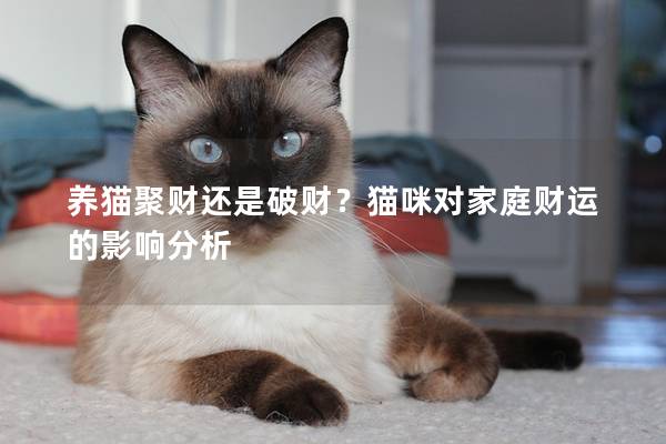 養貓聚財還是破財？貓咪對家庭財運的影響分析