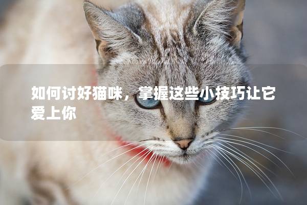 如何討好貓咪，掌握這些小技巧讓它愛上你