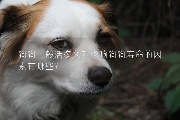 狗狗一般活多久？影響狗狗壽命的因素有哪些？
