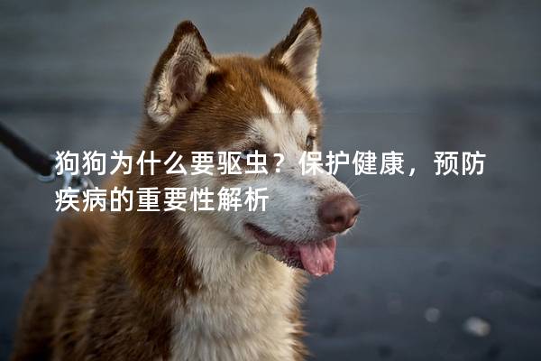 狗狗為什么要驅蟲？保護健康，預防疾病的重要性解析