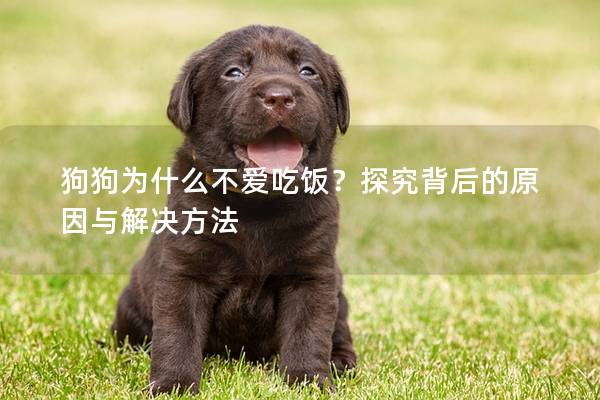 狗狗為什么不愛(ài)吃飯？探究背后的原因與解決方法