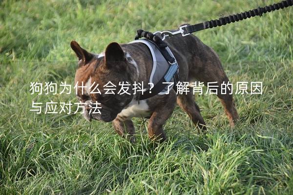狗狗為什么會發(fā)抖？了解背后的原因與應(yīng)對方法