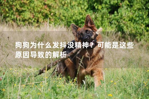 狗狗為什么發(fā)抖沒(méi)精神？可能是這些原因?qū)е碌慕馕?></em><p>狗狗為什么發(fā)抖沒(méi)精神？可能是這些原因?qū)е碌慕馕?/p><span>2025-02-08</span></a></li><li><a title=