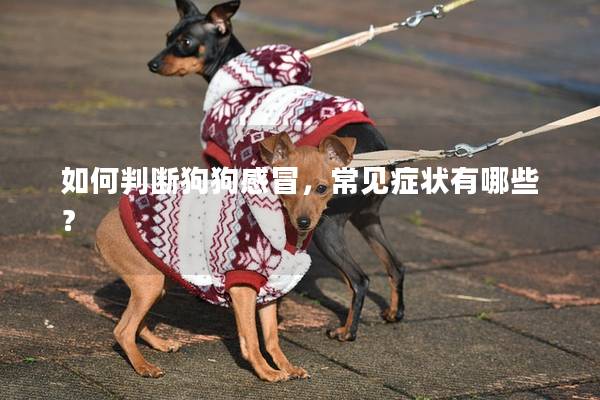 如何判斷狗狗感冒,常見癥狀有哪些? 如何判斷狗狗感冒,常見癥狀有哪些?