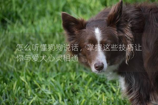 怎么聽懂狗狗說話，掌握這些技巧讓你與愛犬心靈相通