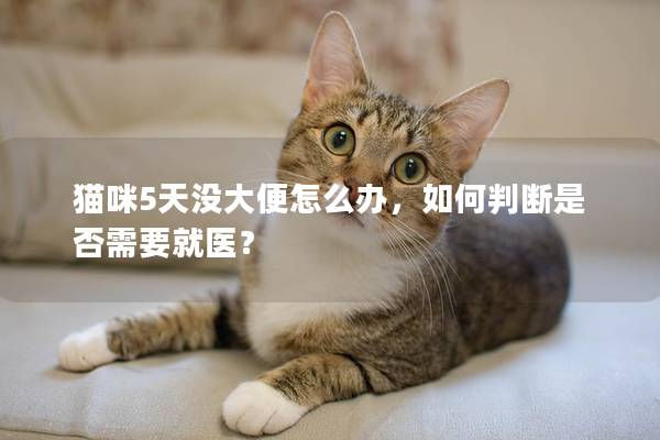 貓咪5天沒大便怎么辦，如何判斷是否需要就醫？