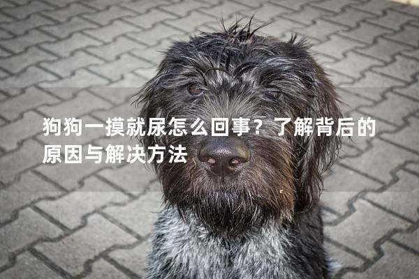 狗狗一摸就尿怎么回事？了解背后的原因與解決方法