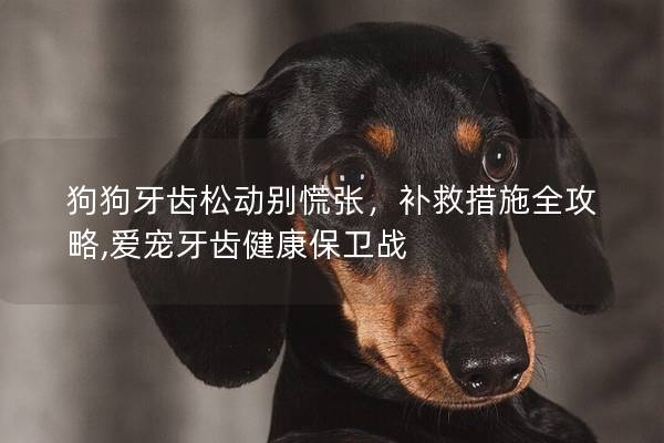 狗狗牙齒松動別慌張，補救措施全攻略,愛寵牙齒健康保衛戰