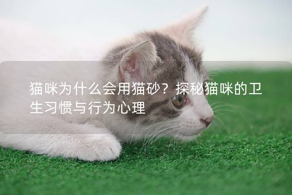 貓咪為什么會用貓砂？探秘貓咪的衛生習慣與行為心理