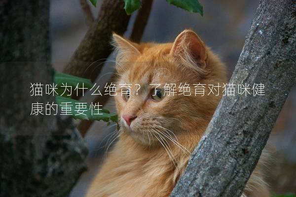 貓咪為什么絕育？了解絕育對貓咪健康的重要性