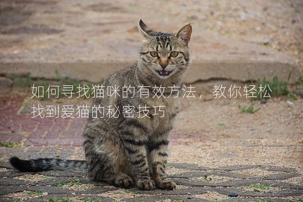 如何尋找貓咪的有效方法，教你輕松找到愛(ài)貓的秘密技巧