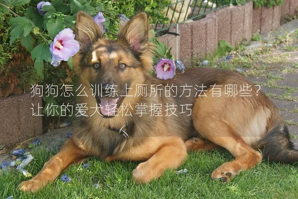 狗狗怎么訓練上廁所的方法有哪些？讓你的愛犬輕松掌握技巧