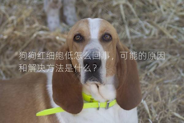 狗狗紅細(xì)胞低怎么回事，可能的原因和解決方法是什么？