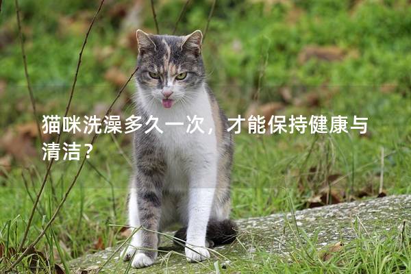 貓咪洗澡多久一次，才能保持健康與清潔？