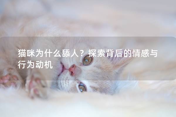 貓咪為什么舔人？探索背后的情感與行為動機