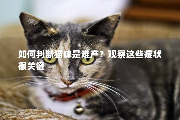 如何判斷貓咪是難產(chǎn)？觀察這些癥狀很關(guān)鍵