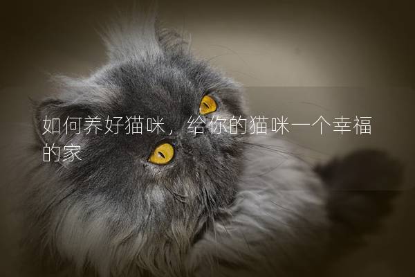 如何養好貓咪，給你的貓咪一個幸福的家