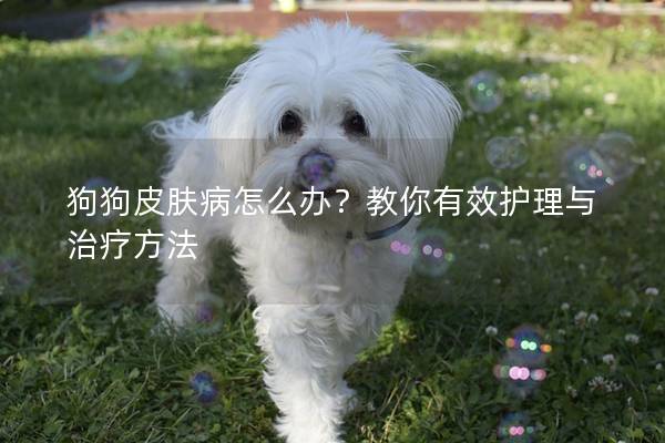 狗狗皮膚病怎么辦？教你有效護理與治療方法