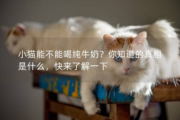 小貓能不能喝純牛奶？你知道的真相是什么，快來了解一下