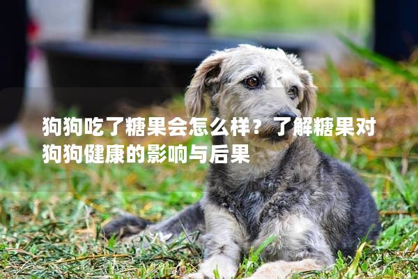 狗狗吃了糖果會怎么樣？了解糖果對狗狗健康的影響與后果