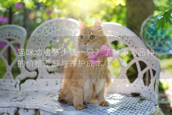 貓咪幼崽多少錢一只？了解不同品種的價格差異與養護成本