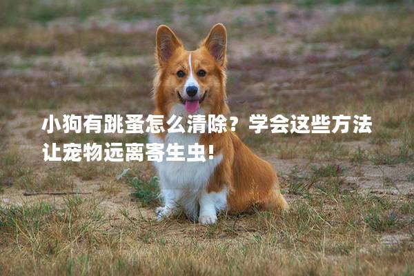 小狗有跳蚤怎么清除？學會這些方法讓寵物遠離寄生蟲!