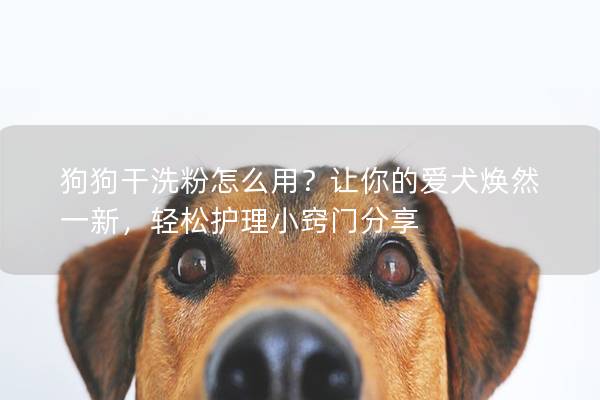 狗狗干洗粉怎么用？讓你的愛犬煥然一新，輕松護(hù)理小竅門分享